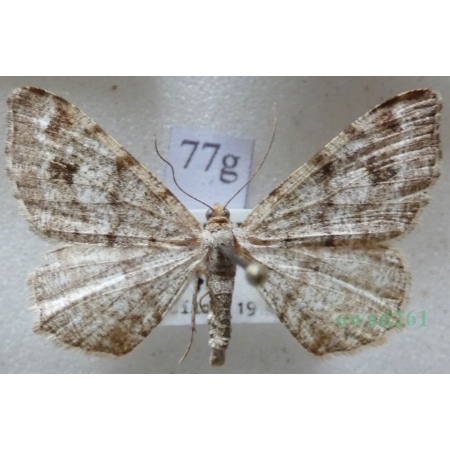 Macaria signaria (Hübner, 1809) Witalnik choiniak Czech77g